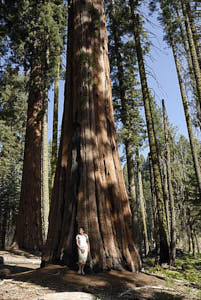 sequoia<br>NIKON D200, 20 mm, 100 ISO,  1/160 sec,  f : 5.6 